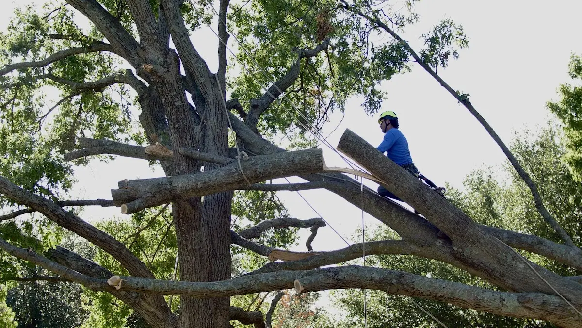 Professional Crown Thinning performed by certified arborists in Sobieski