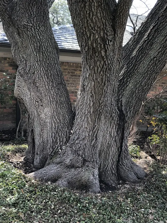 Mature heritage tree close to a Sobieski property cared for by certified arborists